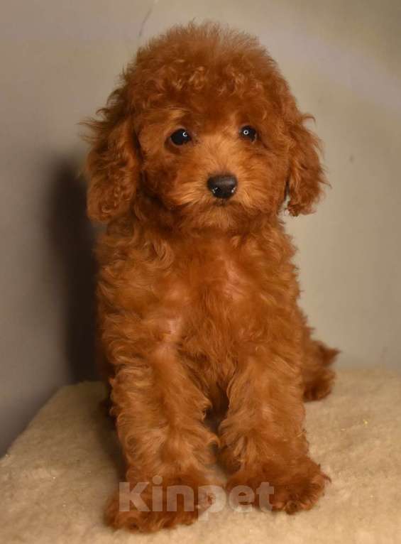 Собаки в Москве: Той-пудель девочка 1 Девочка, 150 000 руб. - фото 8