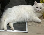 Кошки в Москве: Вальяжный Ангорский кот в добрые руки Мальчик, Бесплатно - фото 4
