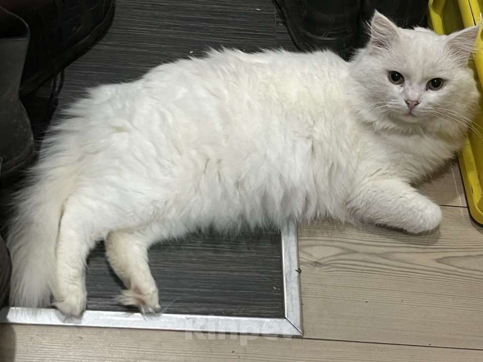 Кошки в Москве: Вальяжный Ангорский кот в добрые руки Мальчик, Бесплатно - фото 4