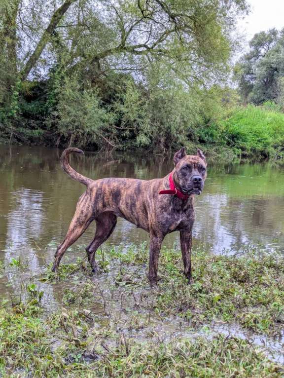 Собаки в Москве: Породистые и красивые щенки Алано Мальчик, Бесплатно - фото 3