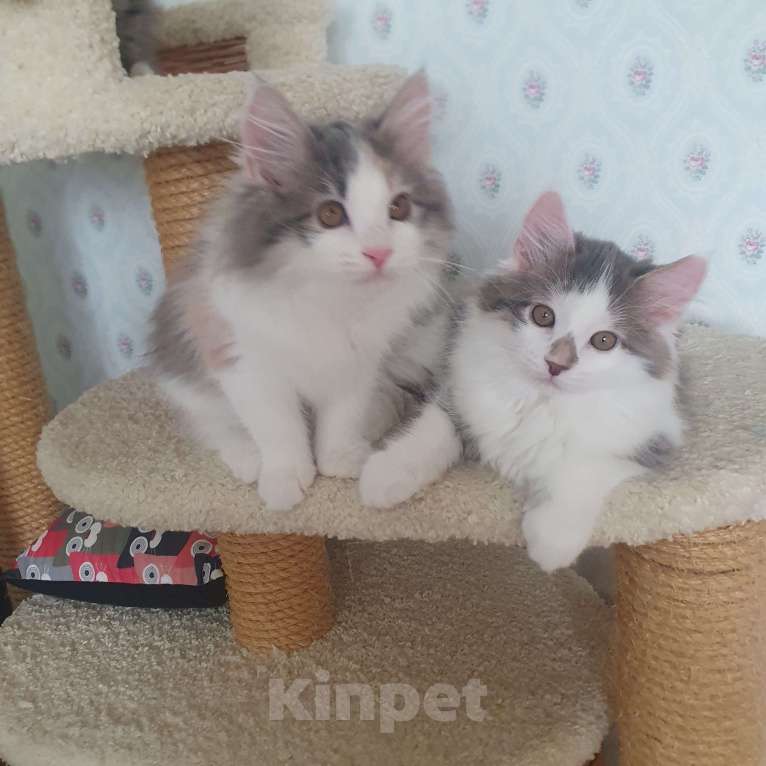 Кошки в Москве: Голубой биколор Мальчик, 18 000 руб. - фото 4