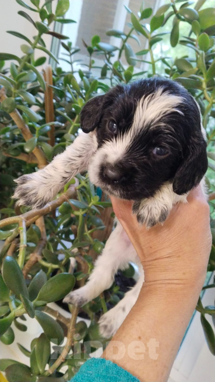 Собаки в Балаково: Щенки русского спаниеля Девочка, 5 000 руб. - фото 2