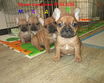 Собаки в Чехове: щенки французского бульдога. Девочка, 60 000 руб. - фото 7