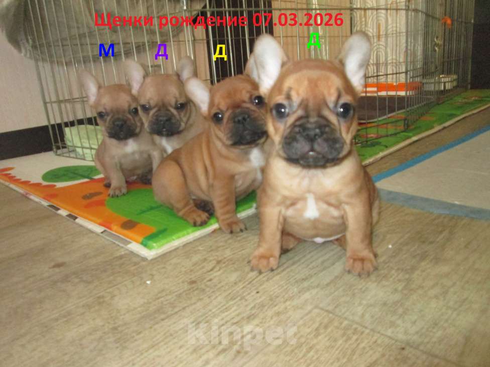 Собаки в Чехове: щенки французского бульдога. Девочка, 60 000 руб. - фото 7