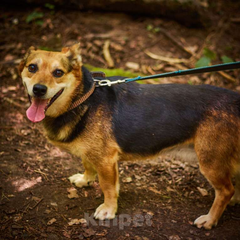 Собаки в Москве: Милане и Татошке очень нужен дом  Мальчик, Бесплатно - фото 4