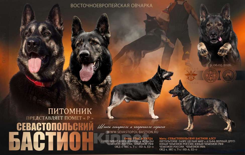 Собаки в Севастополе: щенок восточноевропейской овчарки, документы РКФ Девочка, 60 000 руб. - фото 1