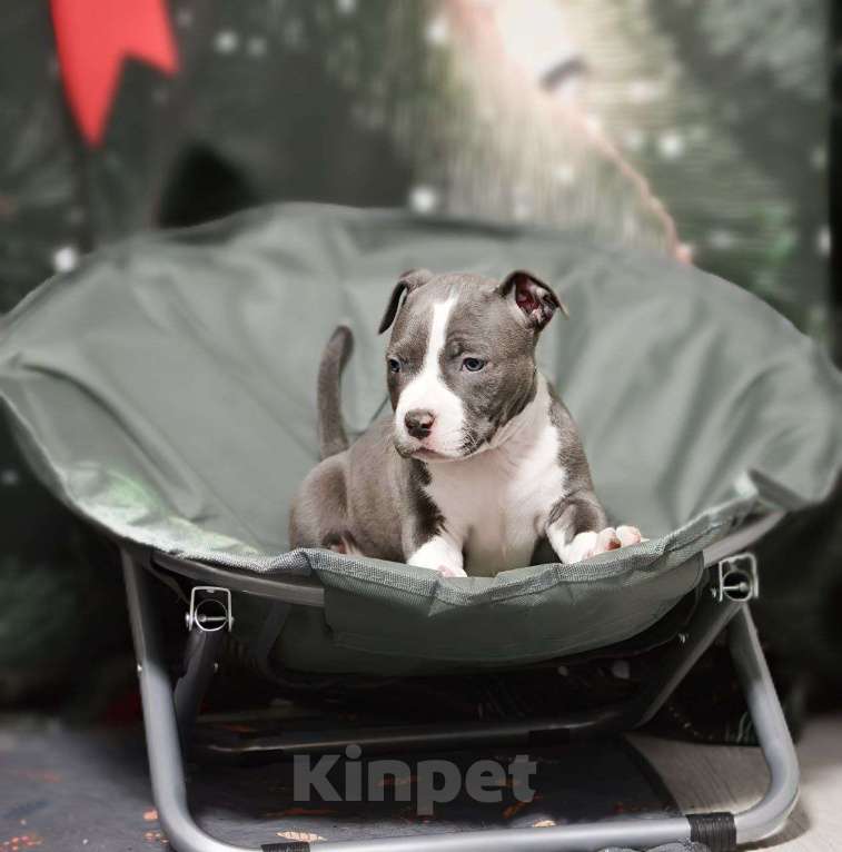 Собаки в Москве: Шикарный парень амстаффа Мальчик, 100 000 руб. - фото 2