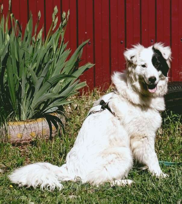 Собаки в Москве: Пушистая белая бордер-колли Айна в добрые руки Девочка, Бесплатно - фото 3