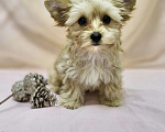 Собаки в Ростове-на-Дону: Голддаст йорк Мальчик, 20 000 руб. - фото 2