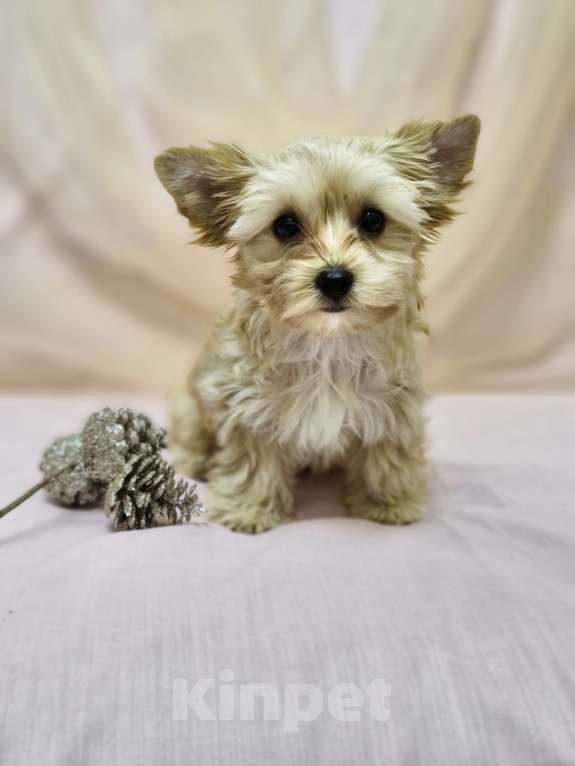 Собаки в Ростове-на-Дону: Голддаст йорк Мальчик, 20 000 руб. - фото 2