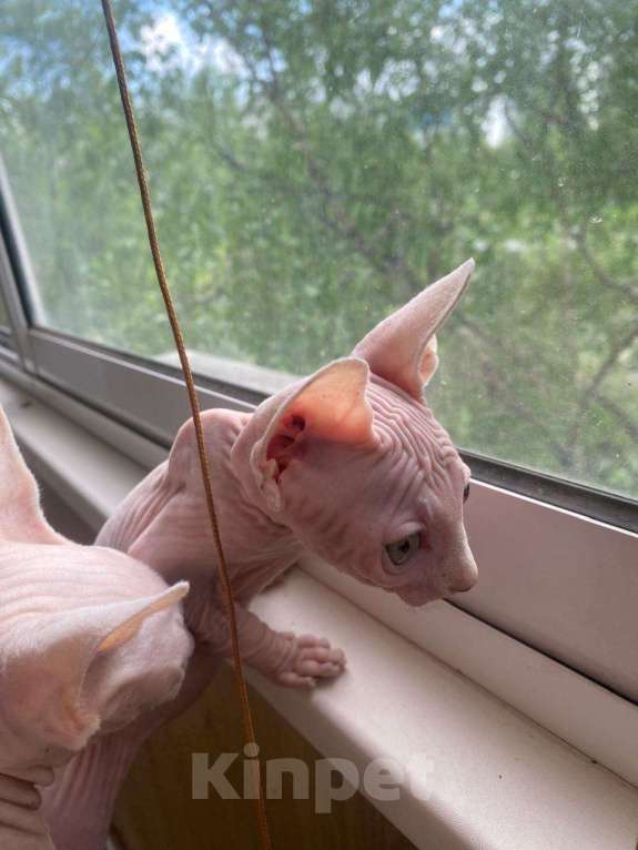 Кошки в Москве: Сфинкс Девочка, 35 000 руб. - фото 3