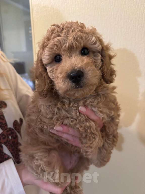 Собаки в Санкт-Петербурге: Малый пудель щенок Мальчик, 35 000 руб. - фото 3