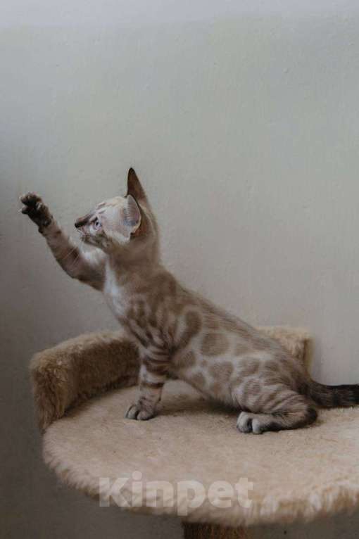 Кошки в Санкт-Петербурге: Мальчик (снежный минк) Мальчик, 45 000 руб. - фото 2