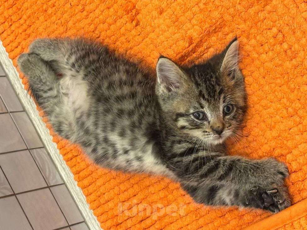 Кошки в Москве: Маленький Тошка, котенок 1,5 мес. В добрые руки. Мальчик, Бесплатно - фото 1