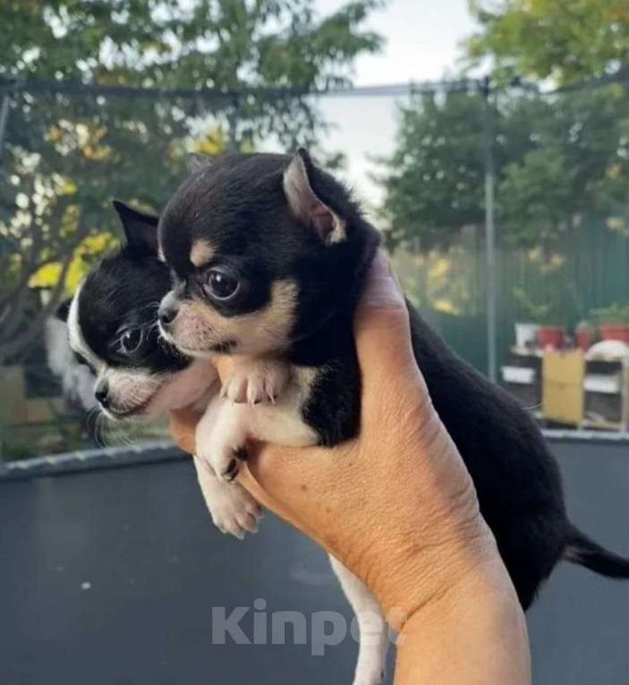 Собаки в других городах Приморского края: Продаю собаку  Мальчик, Бесплатно - фото 3