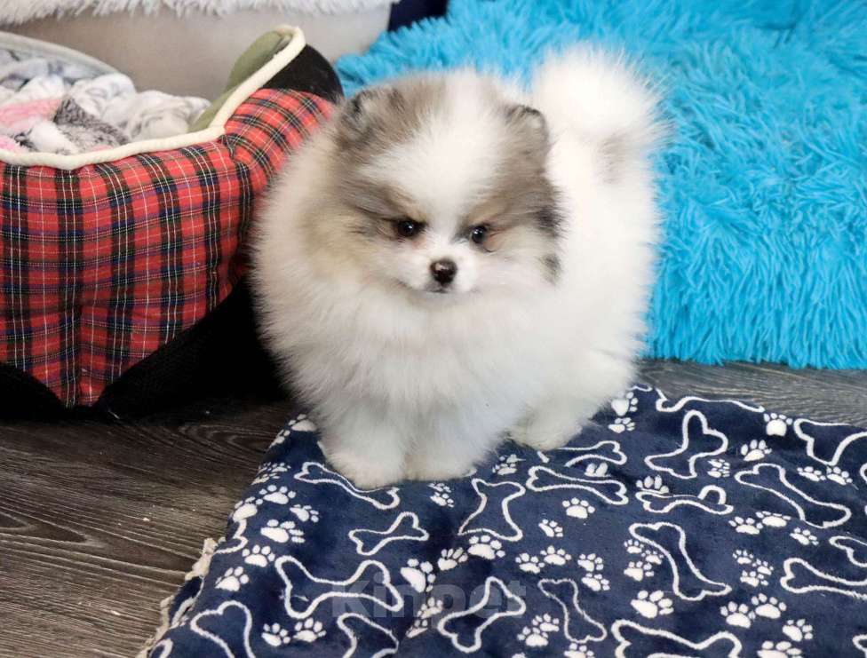 Собаки в Москве: Экcклюзивный красавчик шпица Мальчик, Бесплатно - фото 6