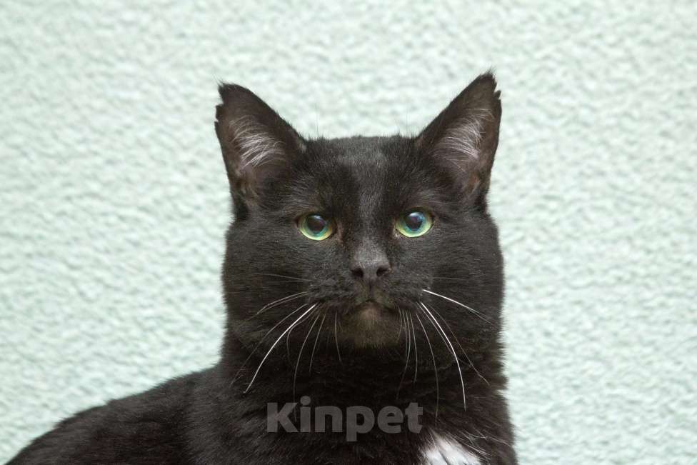 Кошки в Москве: Благородный рыцарь Рамзес — черный кот в дар Мальчик, 10 руб. - фото 4