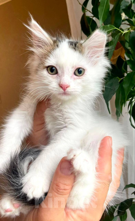Кошки в Москве: Котенок Снежный Волчок ишет дом Девочка, Бесплатно - фото 2