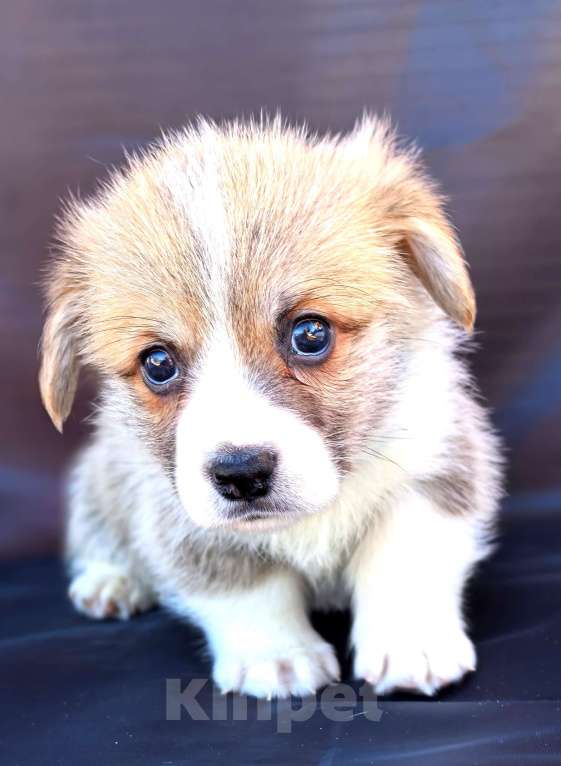 Собаки в Москве: Вельш корги пемброк готов к переезду в апреле Мальчик, 60 000 руб. - фото 2