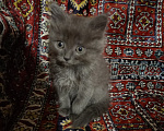 Кошки в Казани: отдам котенка в добрые руки Девочка, Бесплатно - фото 1