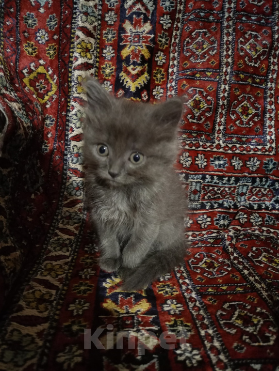 Кошки в Казани: отдам котенка в добрые руки Девочка, Бесплатно - фото 1