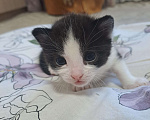 Кошки в Воронеже: Девочка Девочка, Бесплатно - фото 1