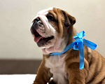 Собаки в Калуге: Мальчик Английского бульдога Мальчик, 85 000 руб. - фото 1