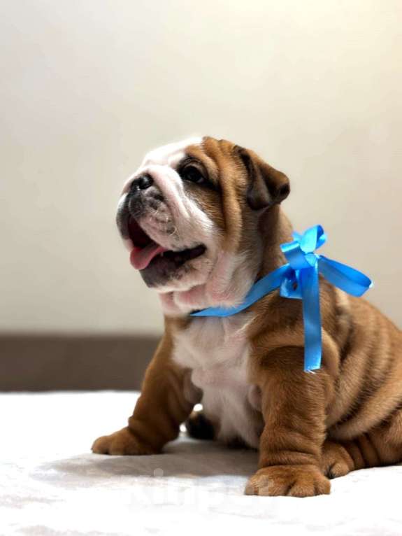 Собаки в Калуге: Мальчик Английского бульдога Мальчик, 85 000 руб. - фото 1