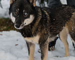Собаки в Санкт-Петербурге: Умница хаски Айка из приюта Девочка, Бесплатно - фото 7
