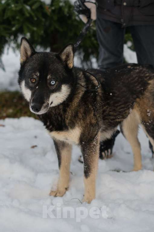Собаки в Санкт-Петербурге: Умница хаски Айка из приюта Девочка, Бесплатно - фото 7
