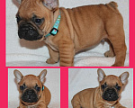 Собаки в Туле: Французский бульдог щенок Девочка, Бесплатно - фото 1