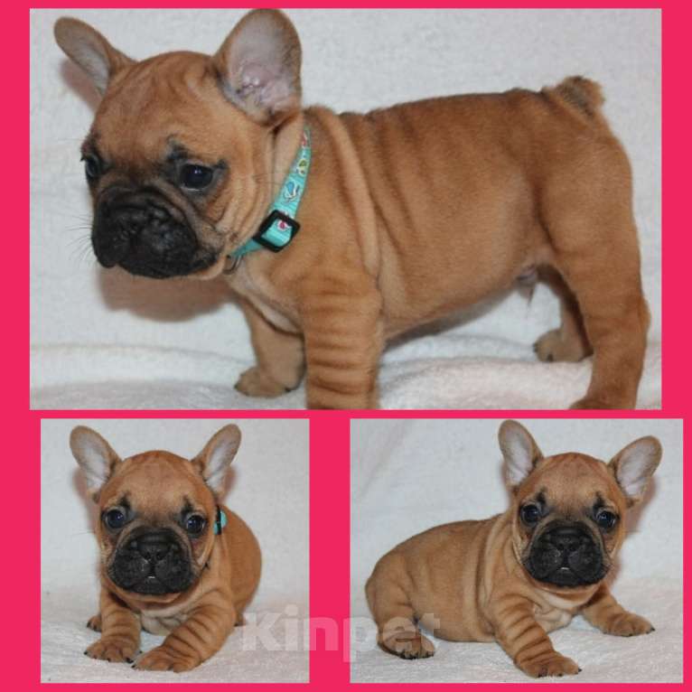 Собаки в Туле: Французский бульдог щенок Девочка, Бесплатно - фото 1