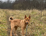 Собаки в Лосином-Петровском: Фанта в добрые руки якутенок Девочка, Бесплатно - фото 5