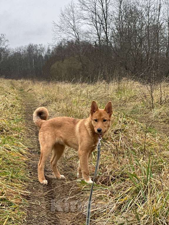Собаки в Лосином-Петровском: Фанта в добрые руки якутенок Девочка, Бесплатно - фото 5