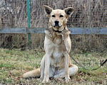 Собаки в Москве: Собака, которая познала Дзен ищет дом Девочка, Бесплатно - фото 1