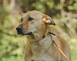 Собаки в Клине: Фантастическая Фанта даром Девочка, Бесплатно - фото 3