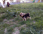 Собаки в Кемерово: Вязка, 10 000 руб. - фото 2