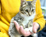 Кошки в Кувшиново: Котёнок с очаровательными глазками, Бесплатно - фото 6