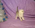 Кошки в Колпашево: Котенок, 6 000 руб. - фото 7
