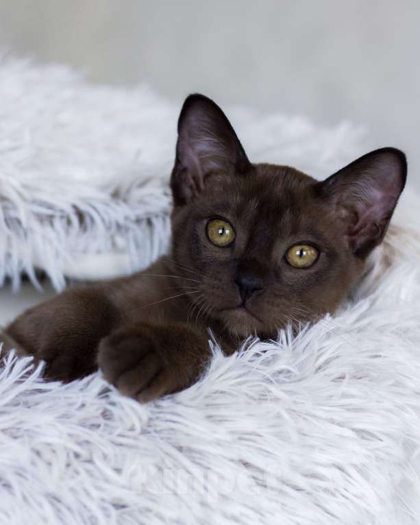 Кошки в Санкт-Петербурге: Бурманская кошечка соболиного окраса из питомника в С-Пб BURHOUSE Девочка, 80 руб. - фото 1