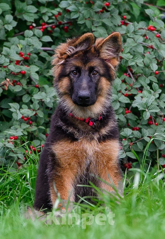 Собаки в Екатеринбурге: Team Allemo Haus Melissa Девочка, 50 000 руб. - фото 3