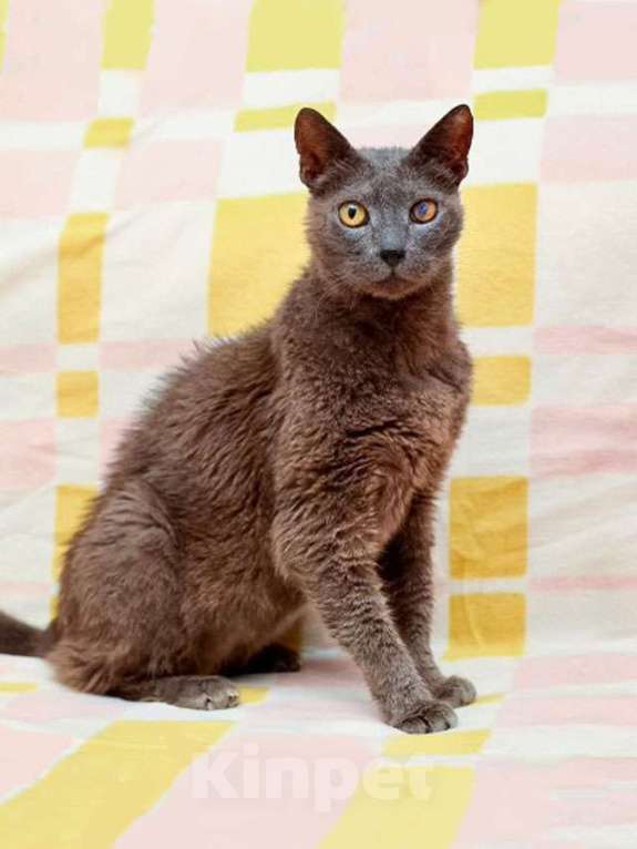 Кошки в Москве: Гера ищет дом: доверчивое сердце, которое верит в людей вопреки всему Мальчик, Бесплатно - фото 9