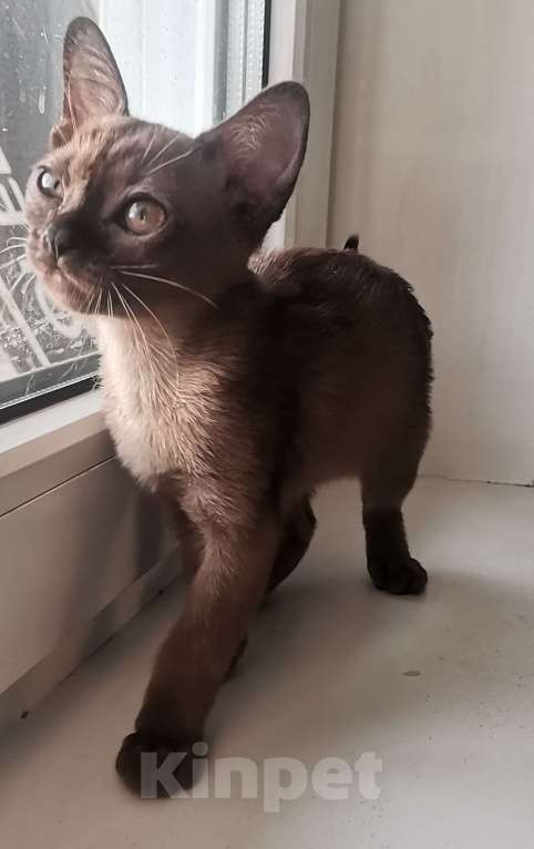 Кошки в Красноярске: Бурманская кошечка Девочка, 35 000 руб. - фото 3