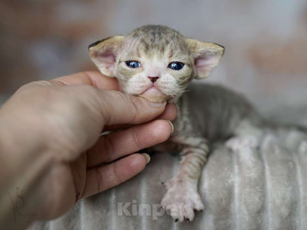 Кошки в Москве: Девон-рекс девочка Девочка, 80 000 руб. - фото 2