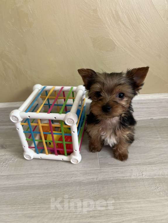 Собаки в Геленджике: Йоркширский терьер мини Мальчик, 18 000 руб. - фото 5