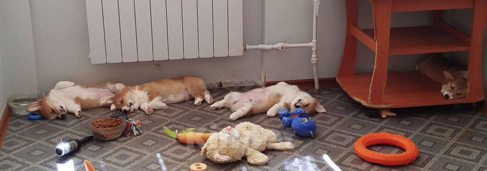 Собаки в других городах Тверской области: Щëголь из Дома Левшовой Мальчик, Бесплатно - фото 7