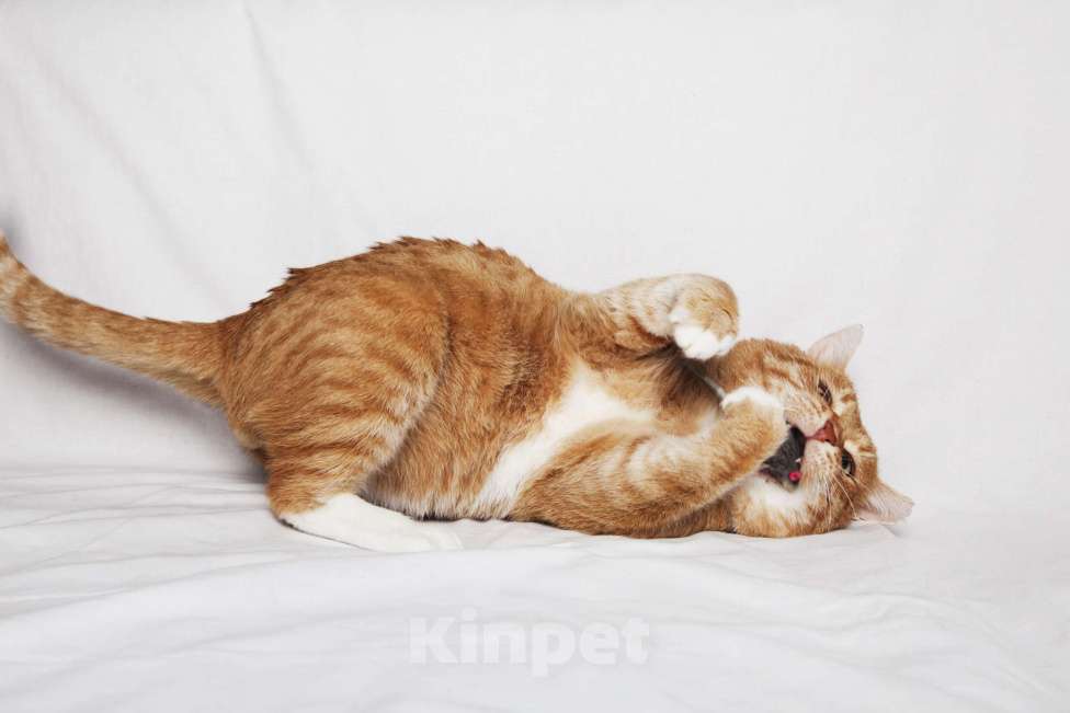 Кошки в Москве: Брутальный рыжий кот в добрые руки  Мальчик, Бесплатно - фото 6