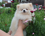 Собаки в Новосибирске: Девочка шпиц Девочка, 30 000 руб. - фото 6