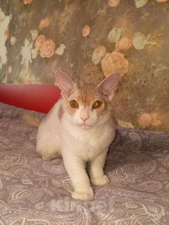 Кошки в Москве: Продать котенка-подростка Мальчик, 15 000 руб. - фото 1