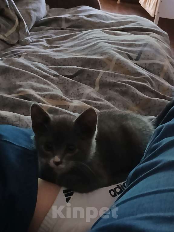 Кошки в Омске: Отдам котенка Девочка, Бесплатно - фото 3